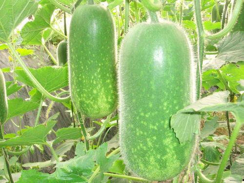 吃瓜网91爆料 吃瓜大赛,揭秘91爆料背后的热门事件